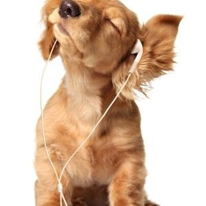 Meet your Posher, Talavera